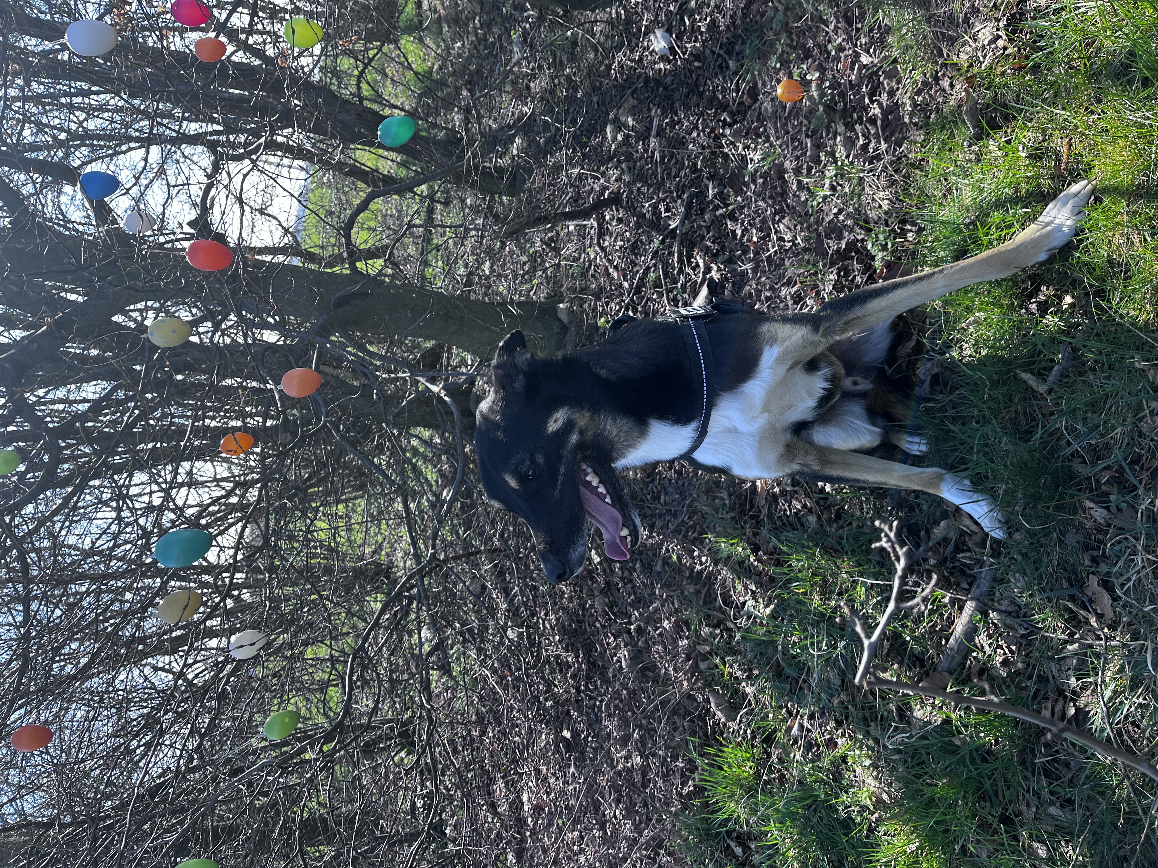 Benny der Hund, Begleiter von Rico